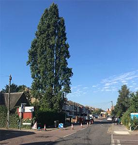 Ascending Arbs Tree Surgeon Services