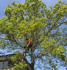 Ascending Arbs Tree Surgeon Services