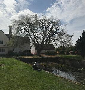 Ascending Arbs Tree Surgeon Services