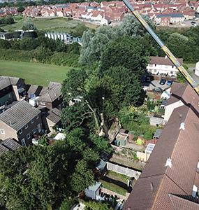 Ascending Arbs Tree Surgeon Services