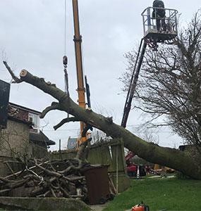 Ascending Arbs Tree Surgeon Services