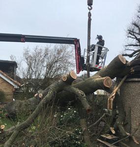 Ascending Arbs Tree Surgeon Services