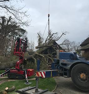 Ascending Arbs Tree Surgeon Services