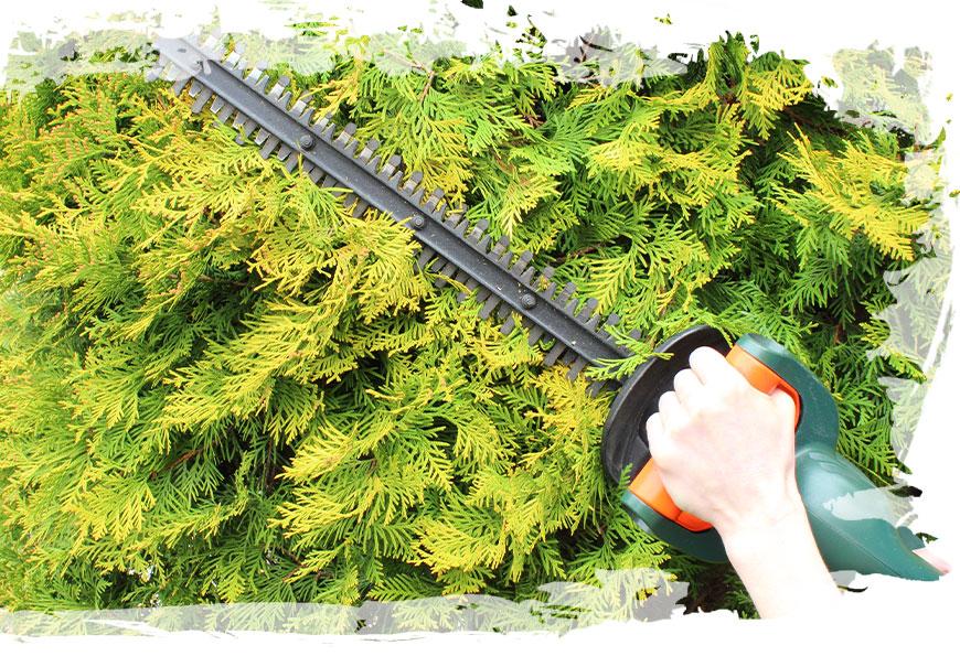 Hedge Removal