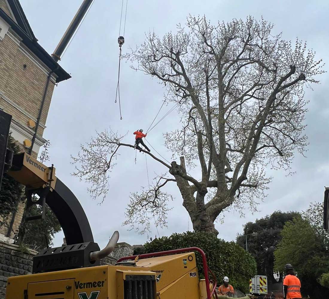 man cutting tree
